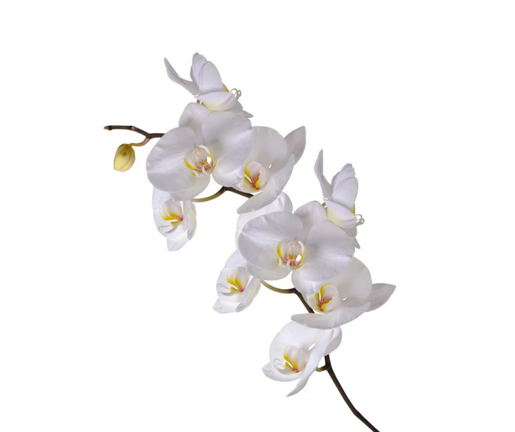 Orchids