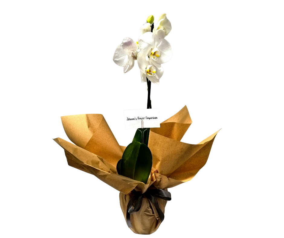 A Singular planted gorgeous Orchid - Jihaans Flower Emporium