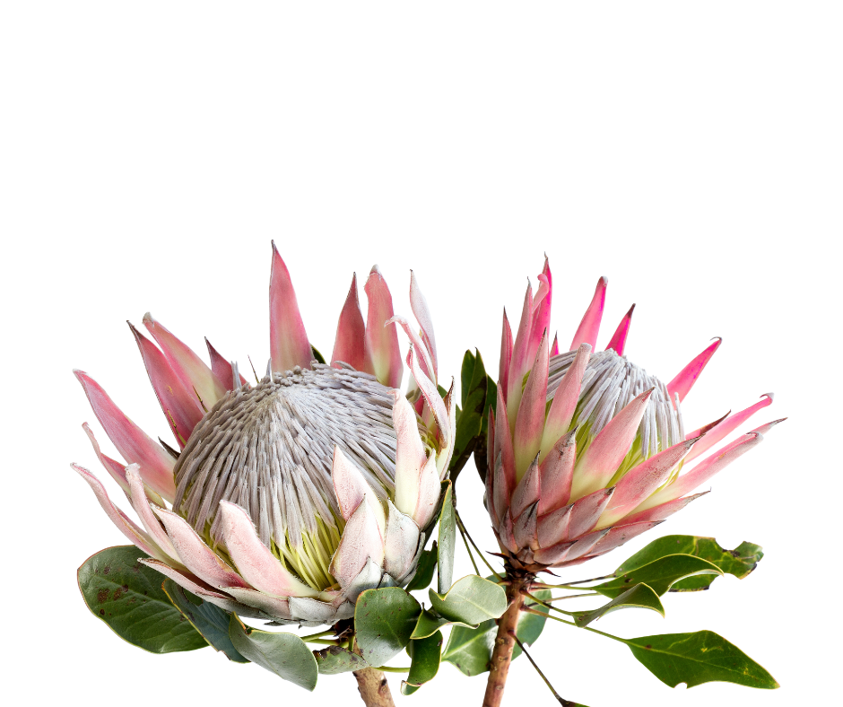 Protea Bunches