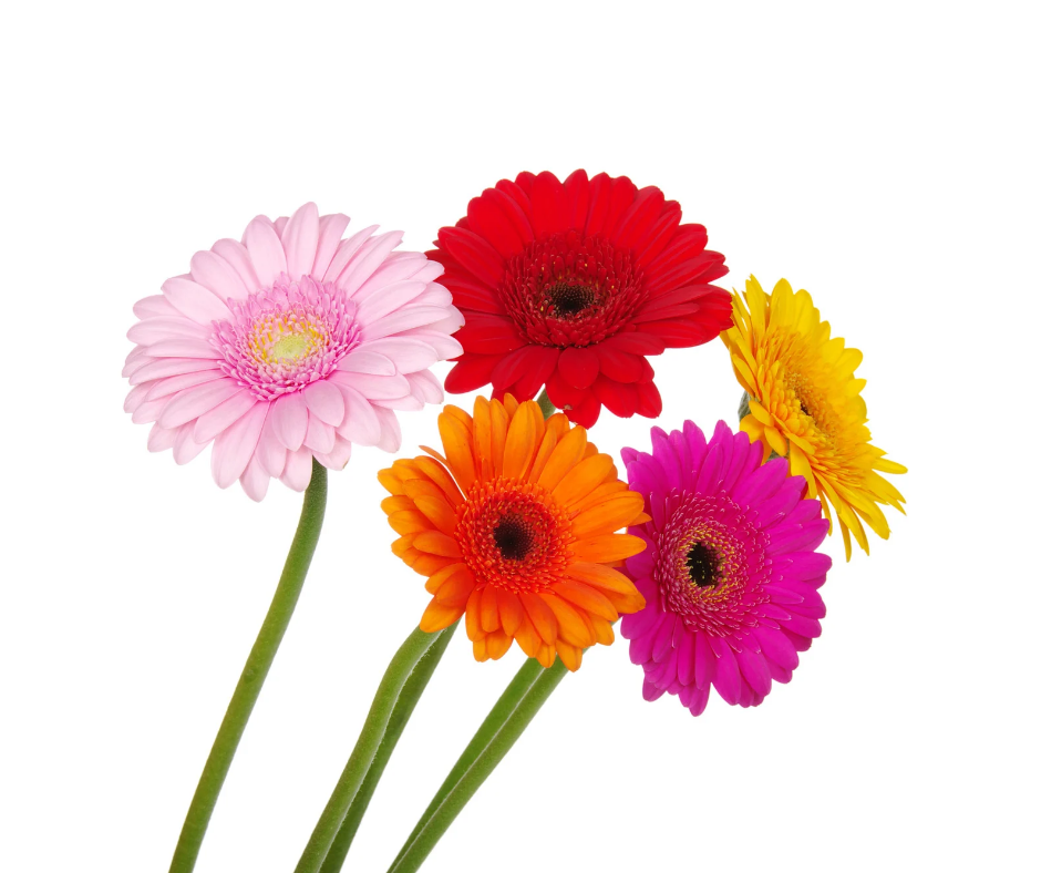 Gerbera Arrangements