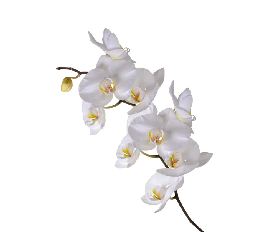 Orchids